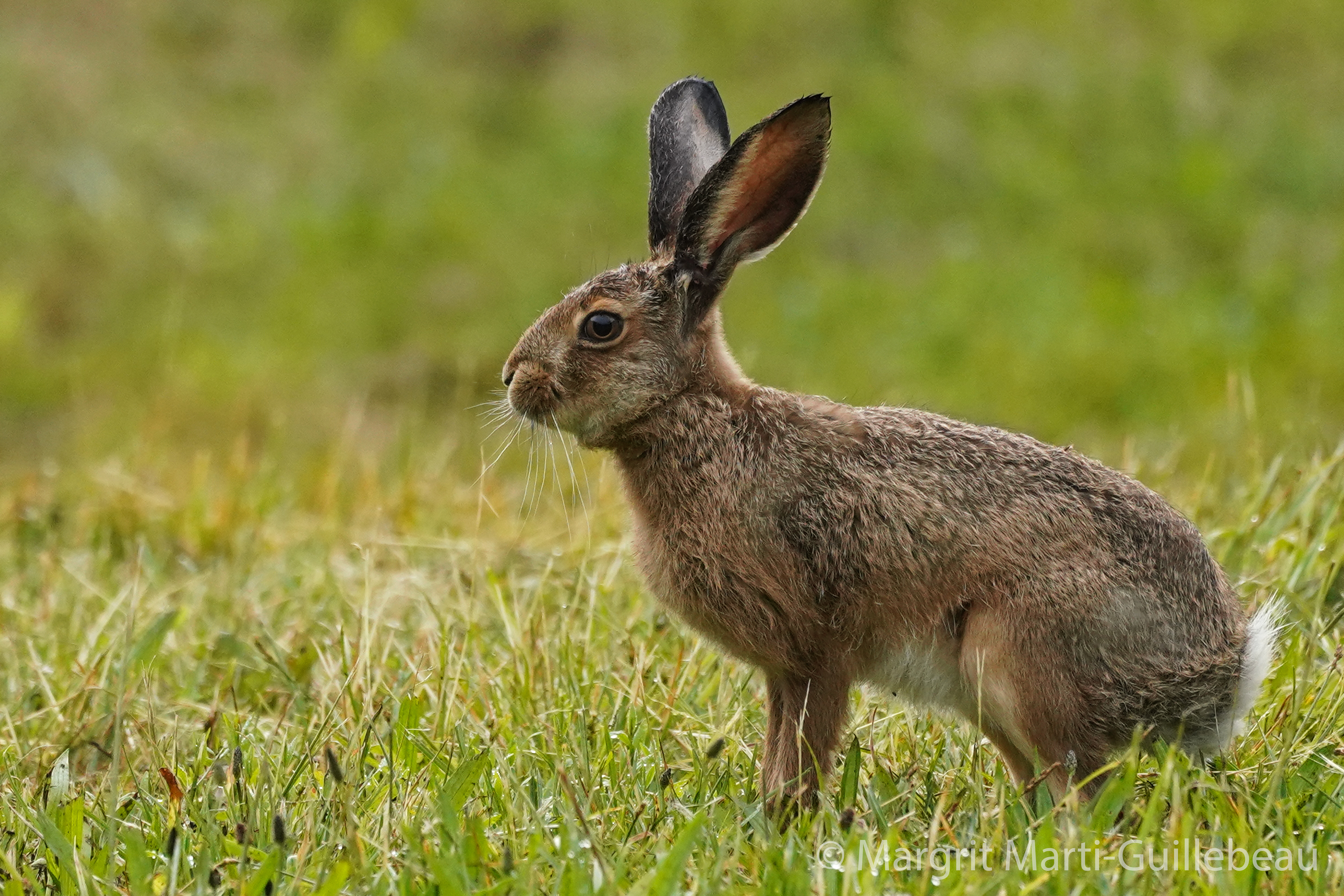../data//Leporidae/Lepus_europaeus_70800/Images/Lepus europaeus_707800_Margrit_Marti_Guillebeau.jpg
